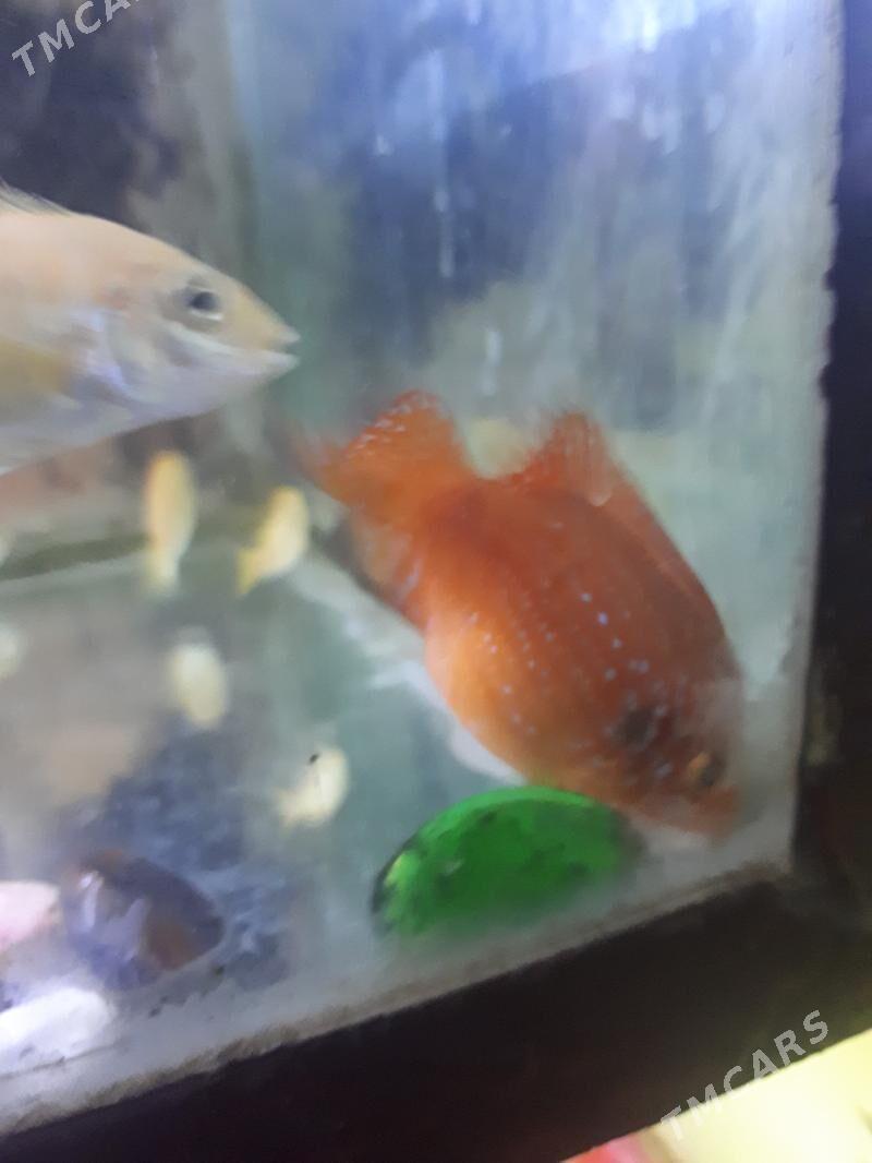 Рыбки - Aşgabat - img 2