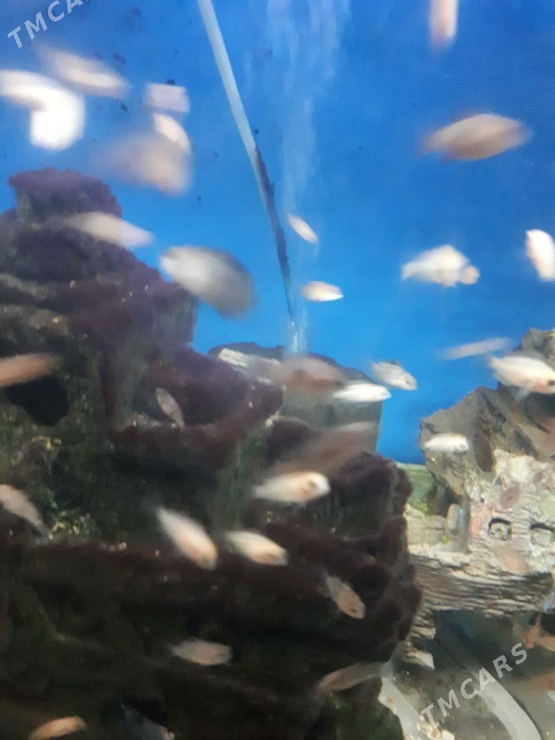 Рыбки - Aşgabat - img 4