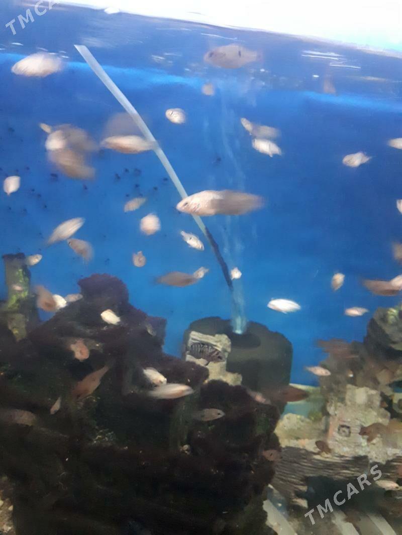 Рыбки - Aşgabat - img 3