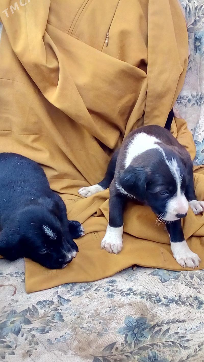 домашние животные - Türkmenabat - img 2