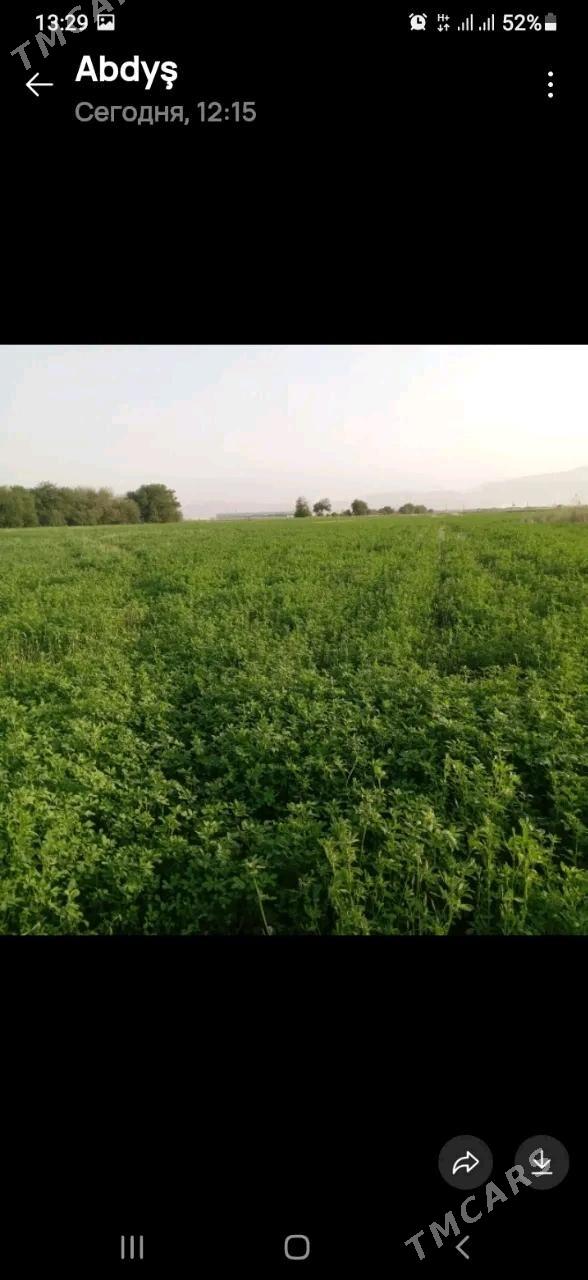 Akdaşaýak ýer - Büzmeýin - img 2