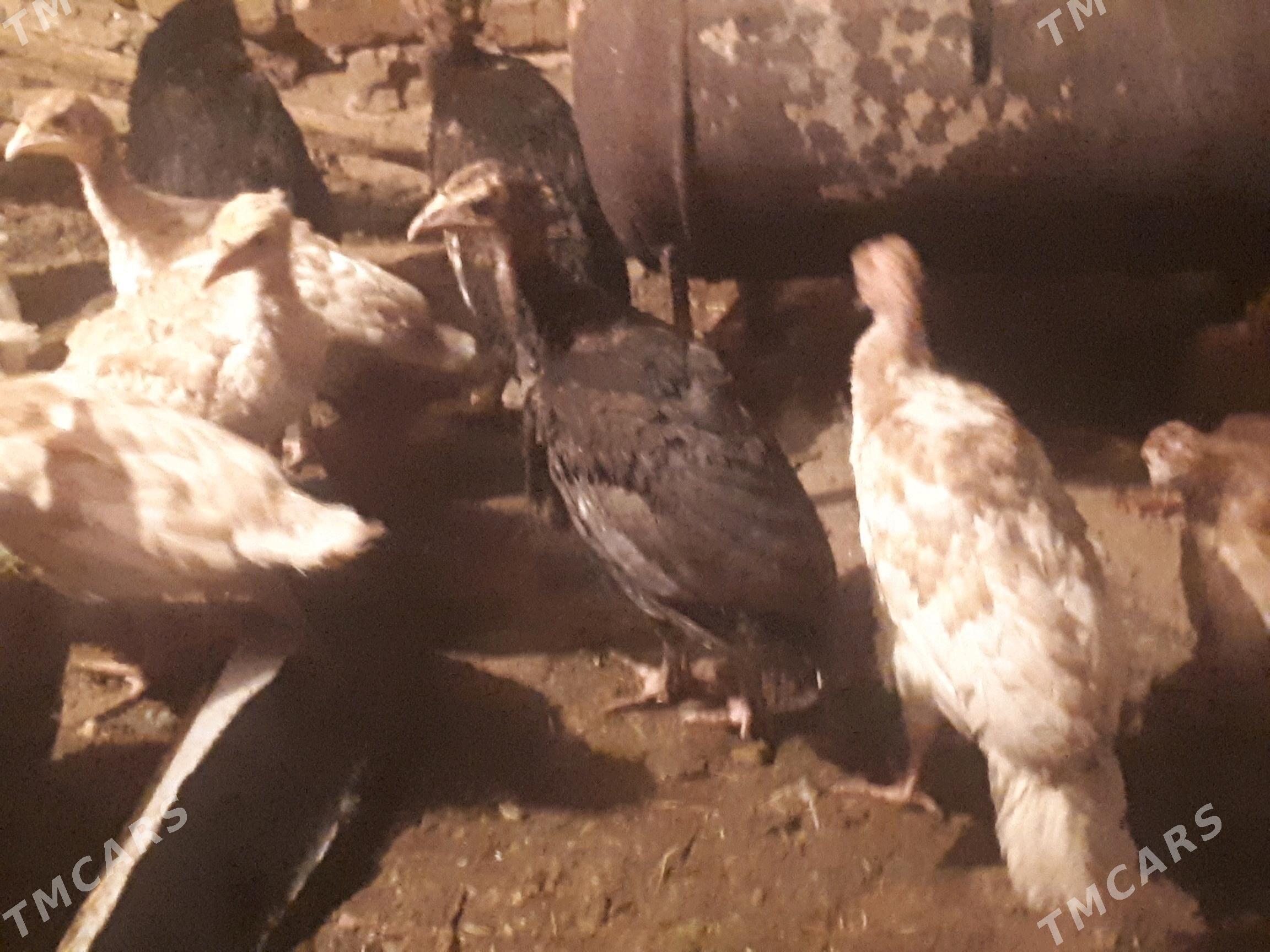 Induk juyje - Туркменгала - img 3