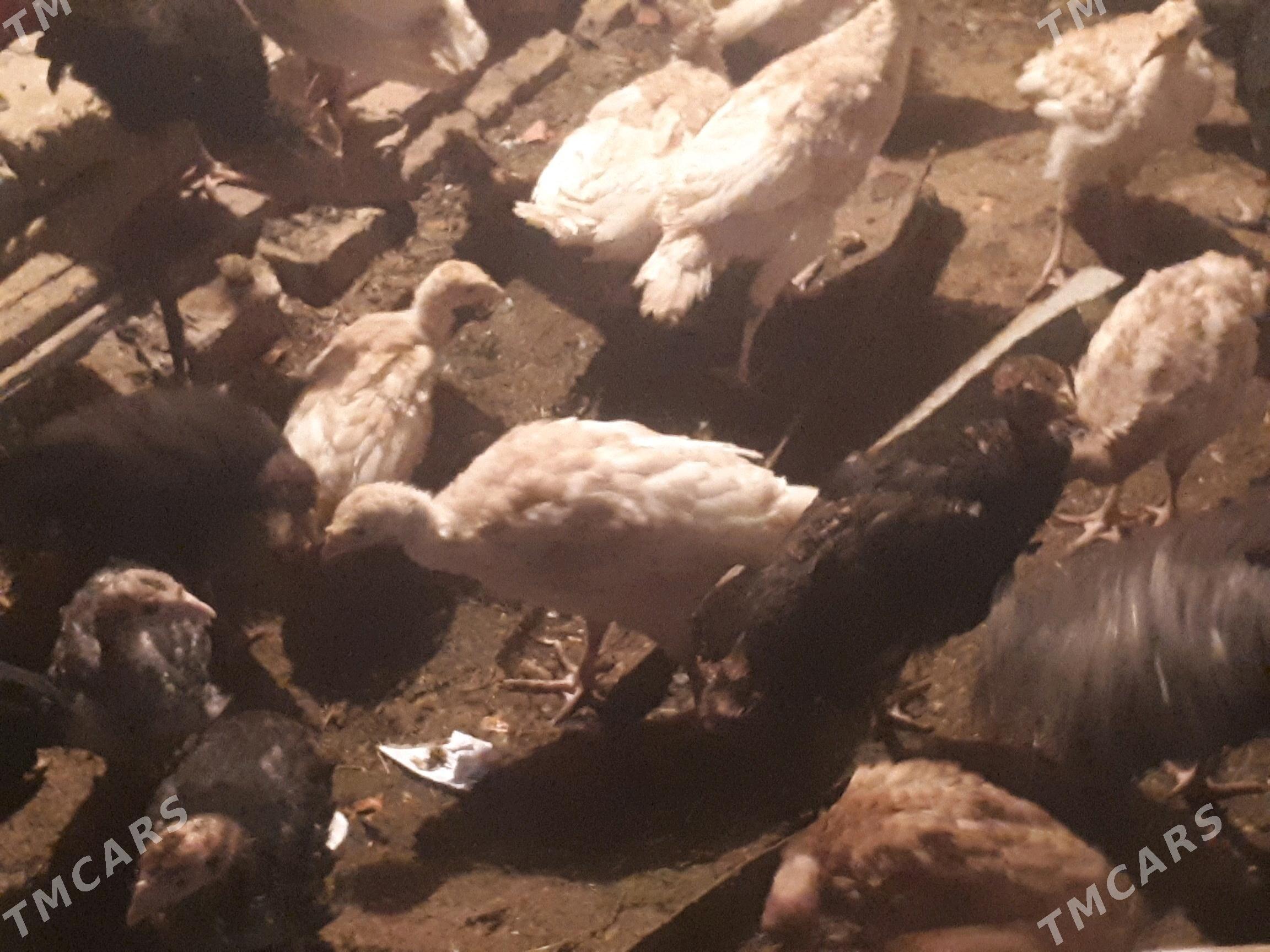 Induk juyje - Туркменгала - img 1