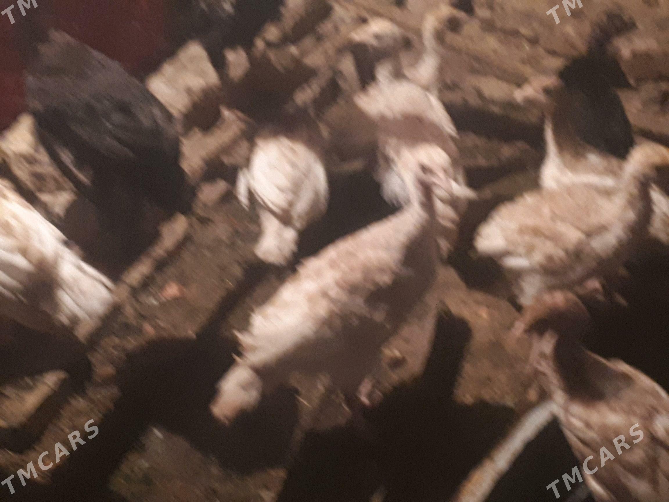 Induk juyje - Туркменгала - img 2