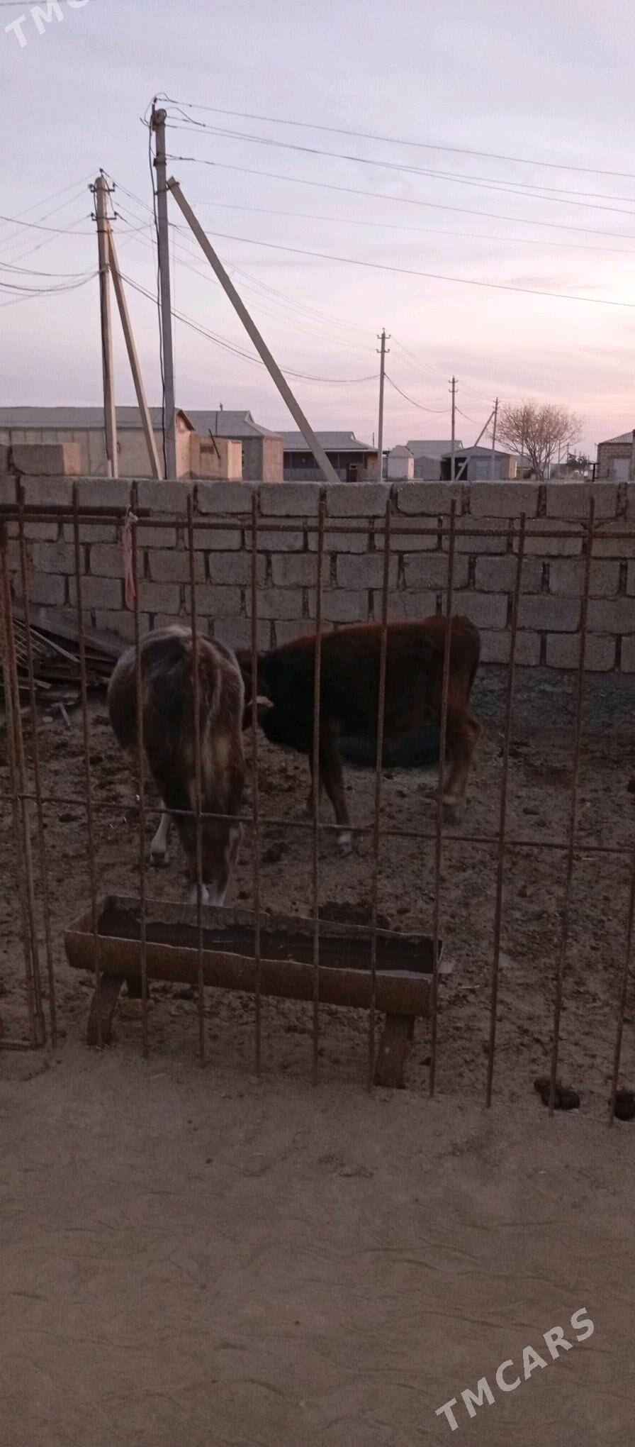 öküzçe 2 sany - Эсенгулы - img 2