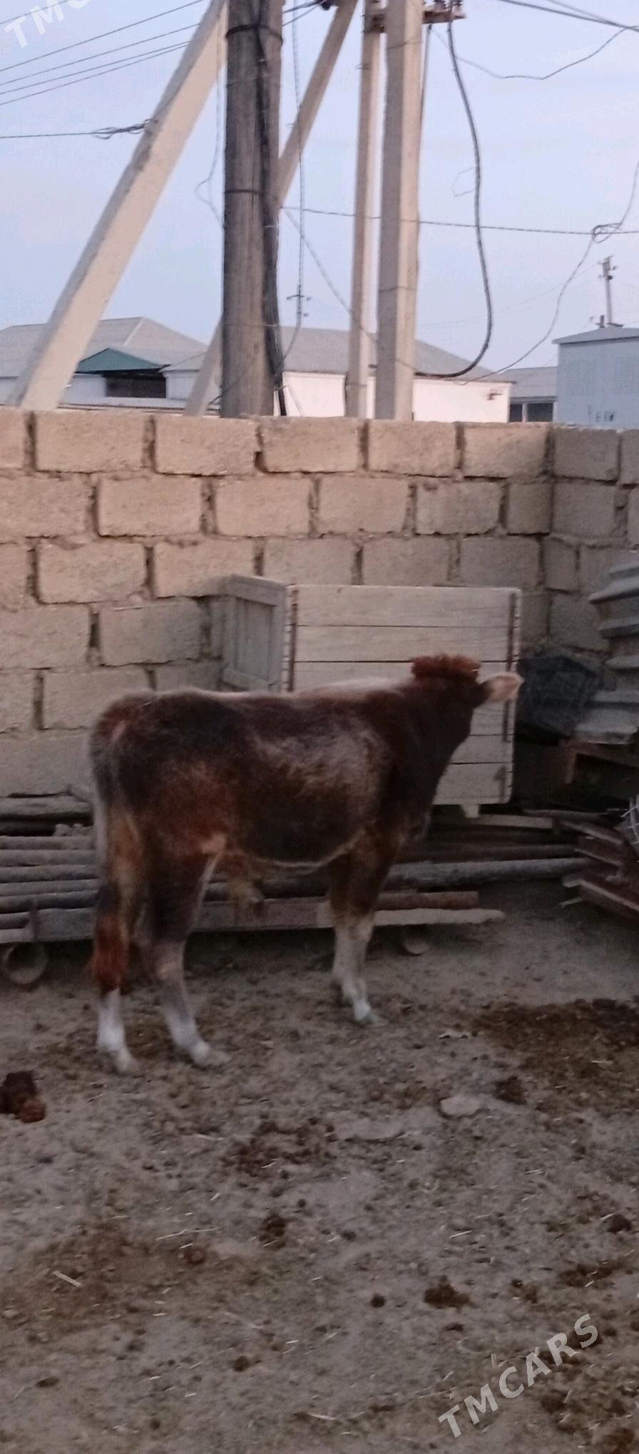 öküzçe 2 sany - Эсенгулы - img 4