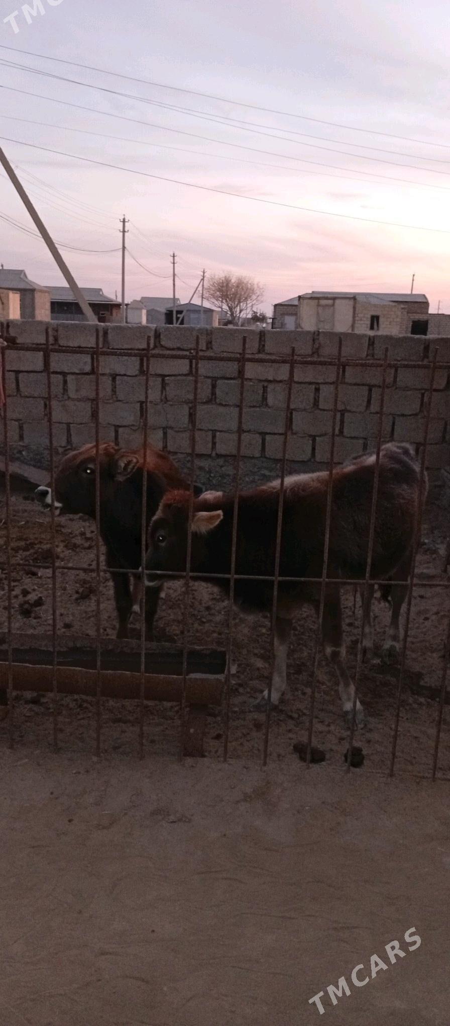 öküzçe 2 sany - Эсенгулы - img 3