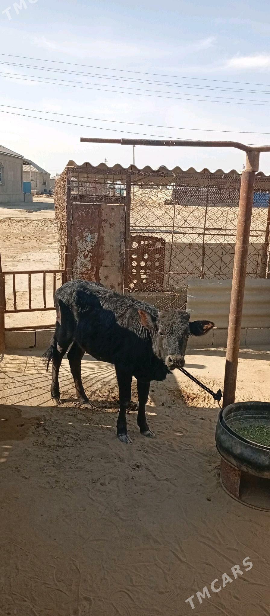 öküzçe 2 sany - Эсенгулы - img 6