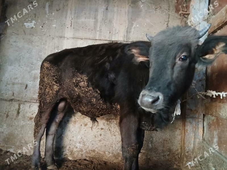 Öküz - Gyzylarbat - img 3