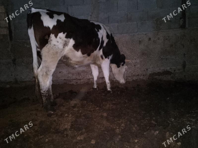 ala okuz Tuwe - Ашхабад - img 10