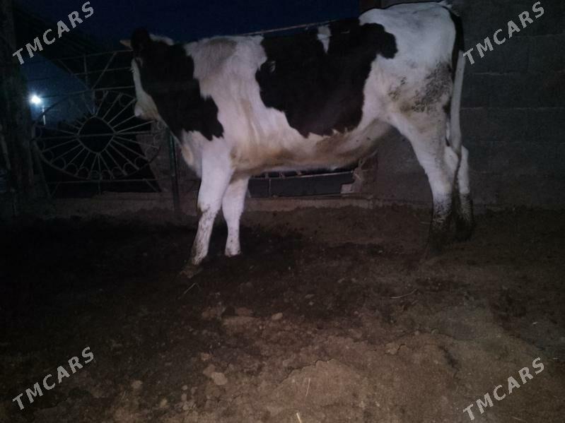 ala okuz Tuwe - Ашхабад - img 8