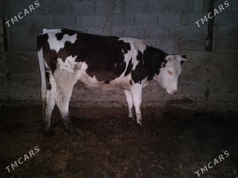 ala okuz Tuwe - Ашхабад - img 3