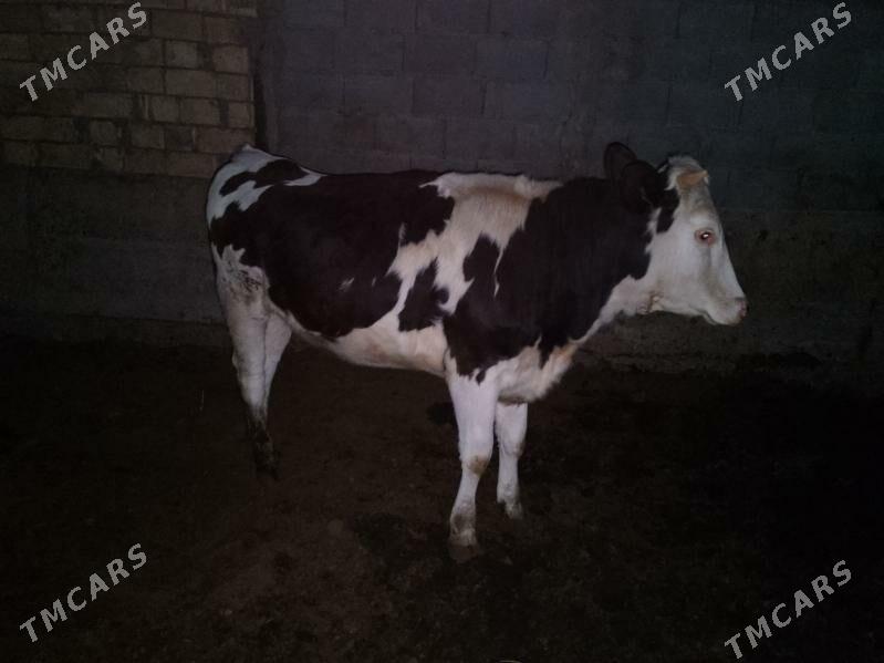 ala okuz Tuwe - Ашхабад - img 7