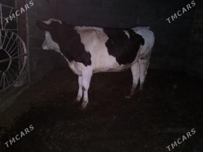 ala okuz Tuwe - Ашхабад - img 6