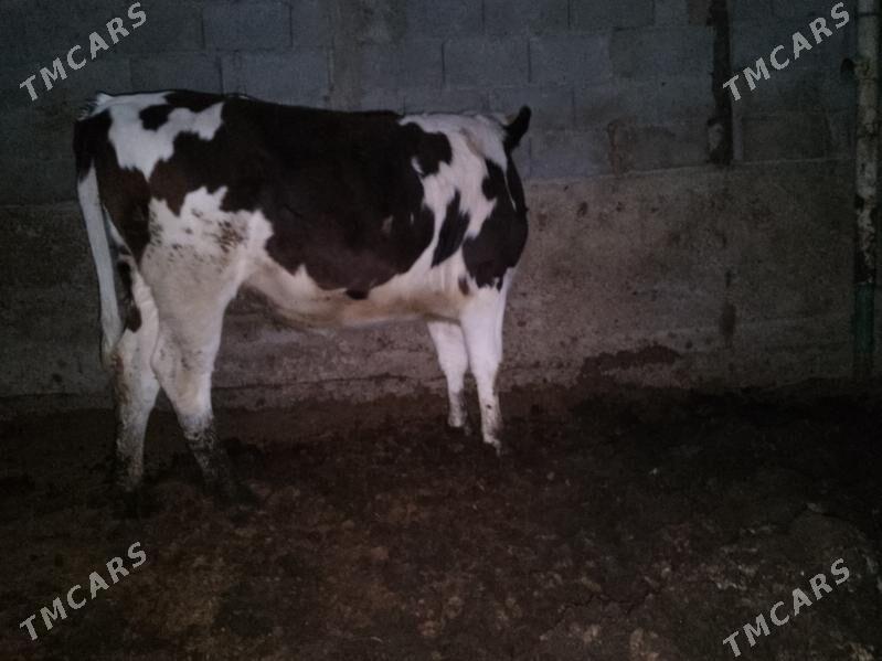 ala okuz Tuwe - Ашхабад - img 9