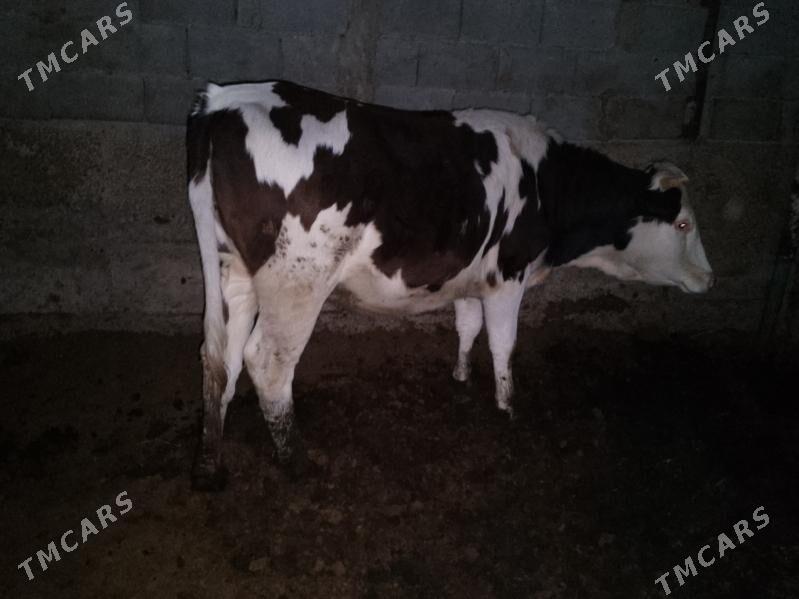 ala okuz Tuwe - Ашхабад - img 5