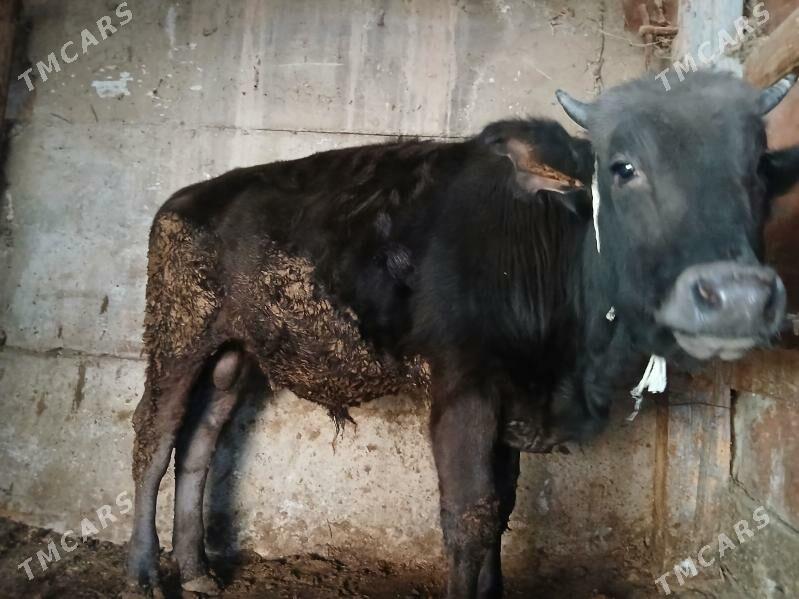 Öküz - Gyzylarbat - img 2