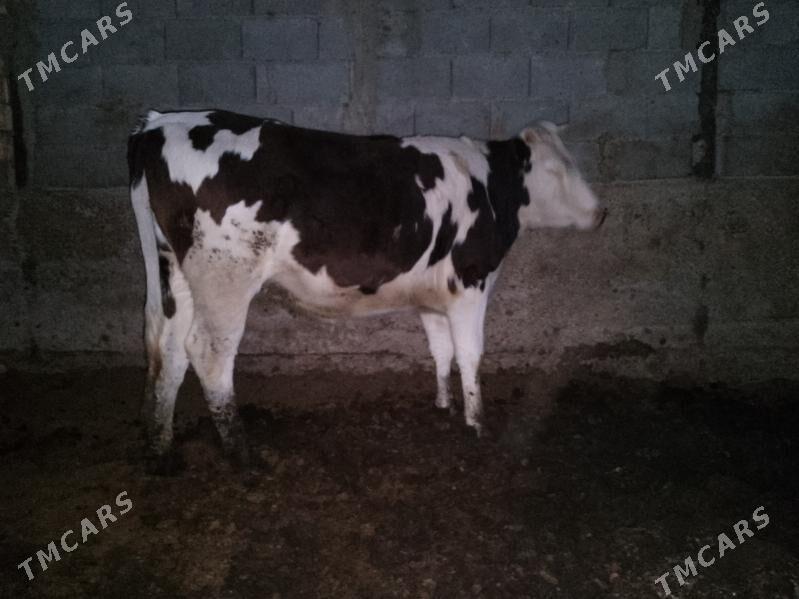 ala okuz Tuwe - Ашхабад - img 2