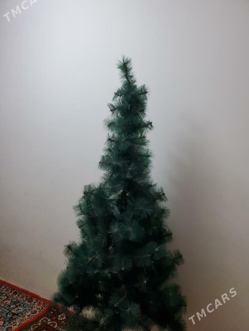 Ýolka Arça - Daşoguz - img 2