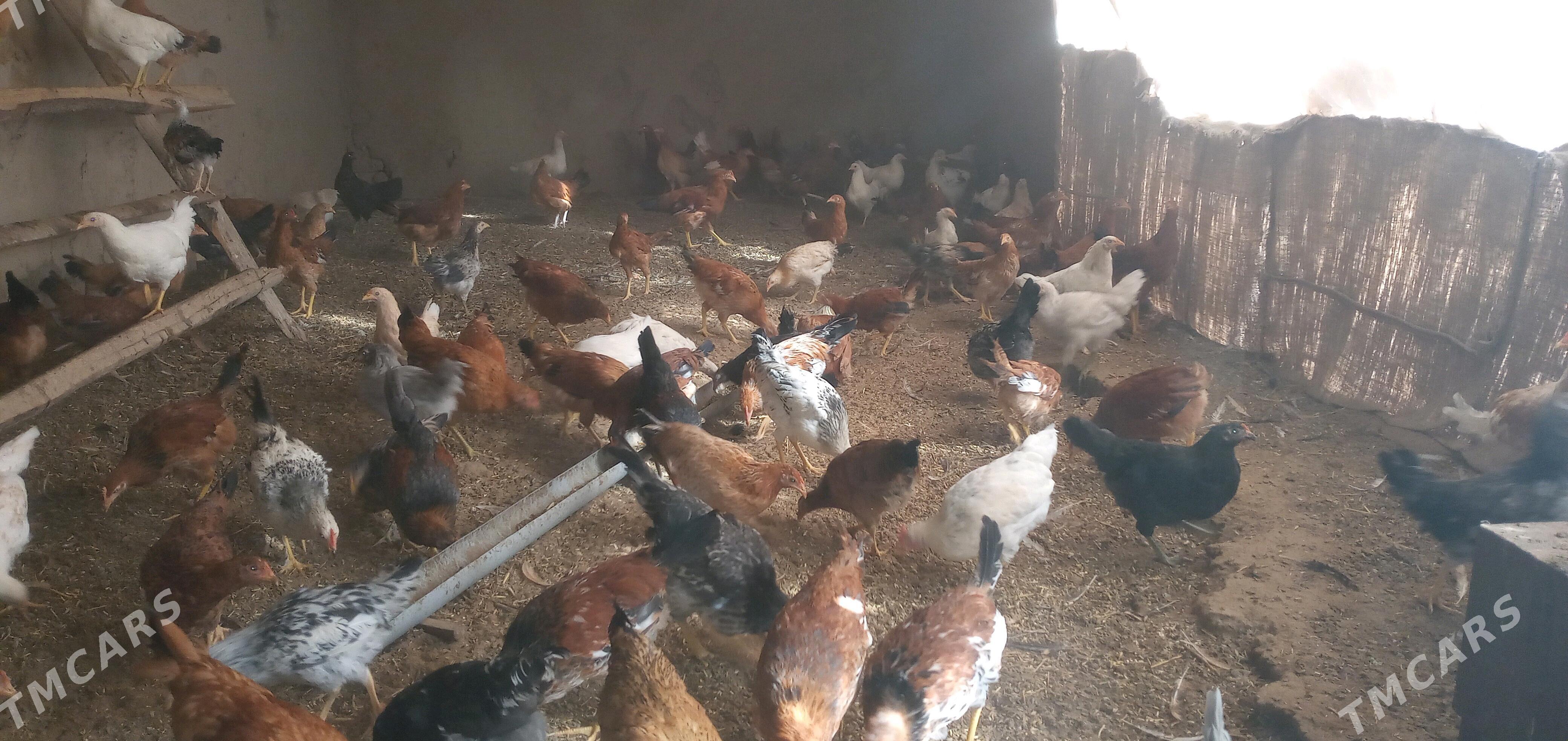 towuk jüýje - Sakarçäge - img 3