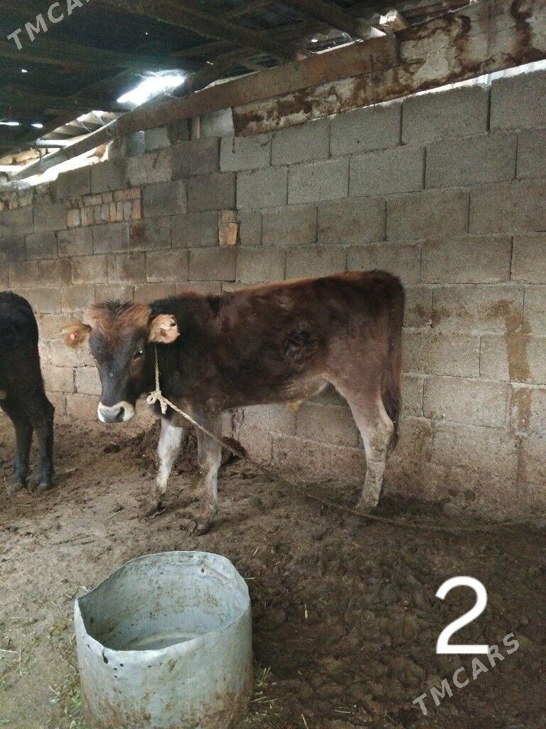 Öküz - Хитровка - img 2