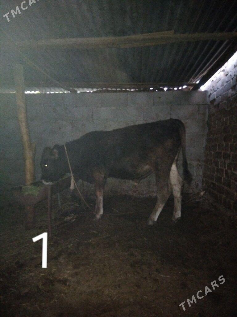 Öküz - Хитровка - img 3