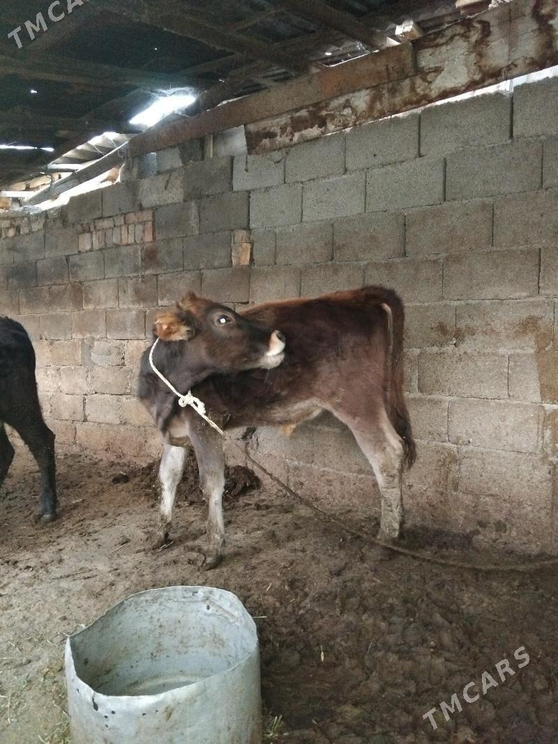 Öküz - Хитровка - img 4