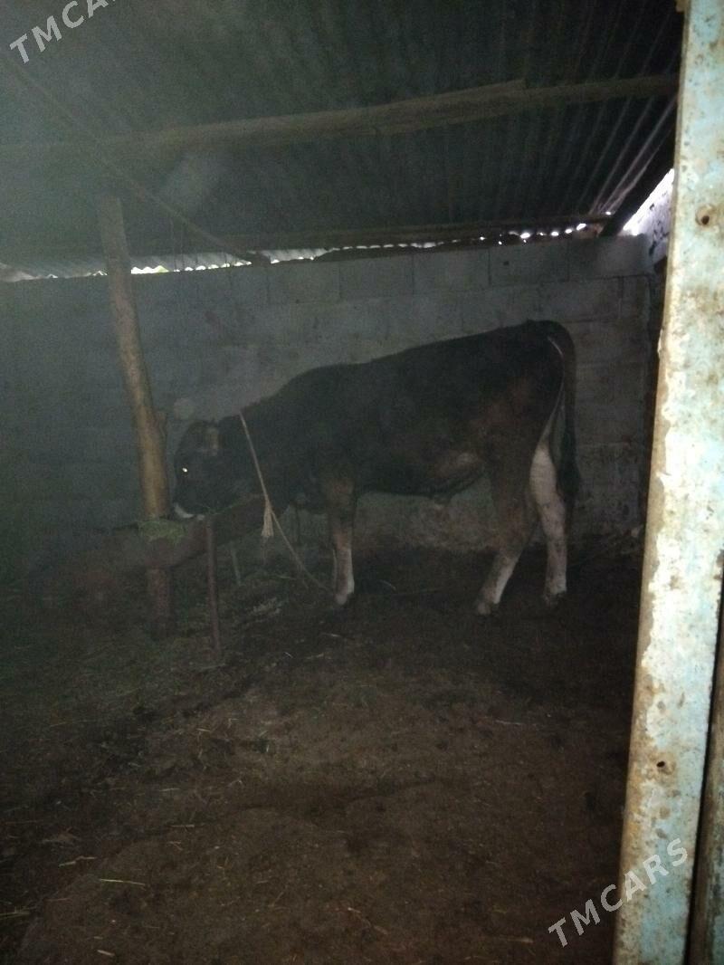 Öküz - Хитровка - img 5