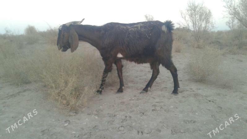 Пакистан метис гечи - Kerki - img 4