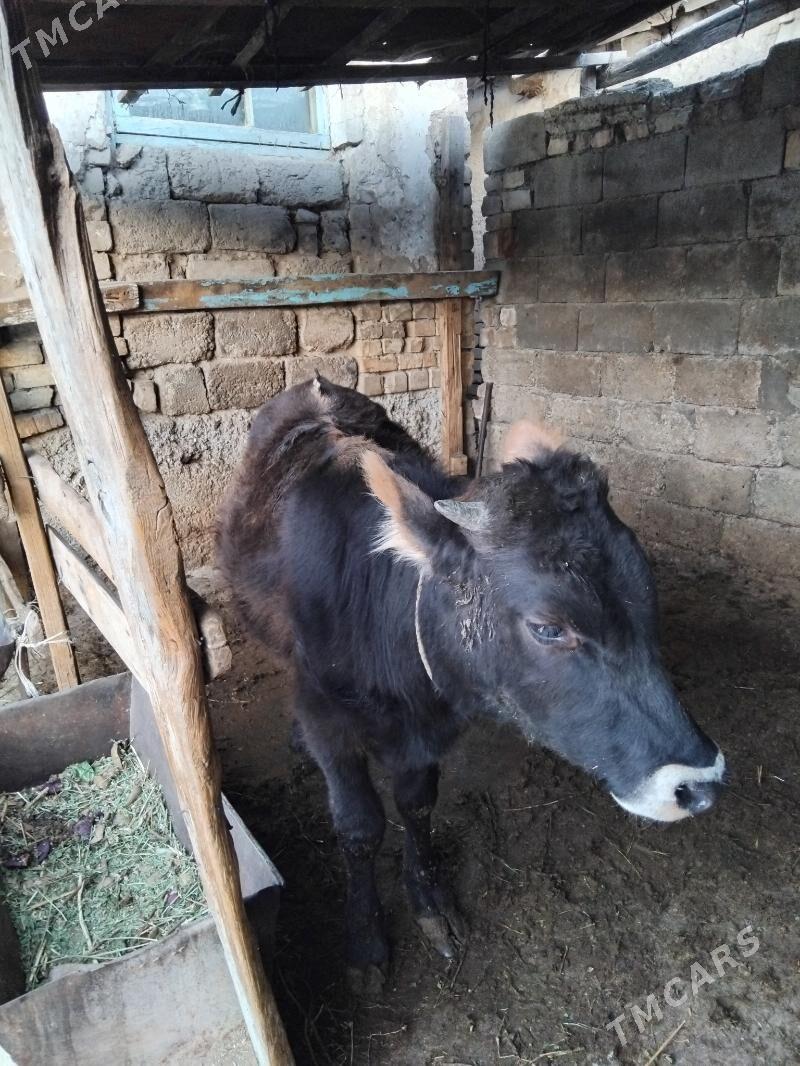 Öküz - Хитровка - img 6