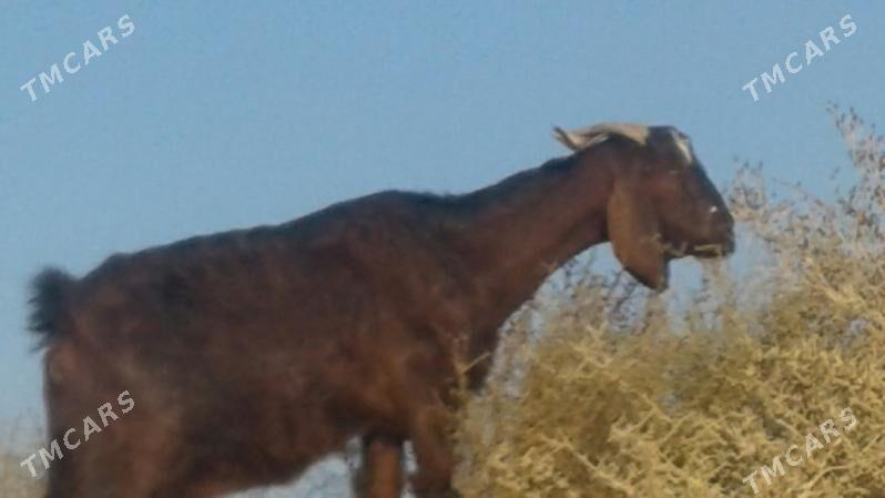 Пакистан метис гечи - Kerki - img 10