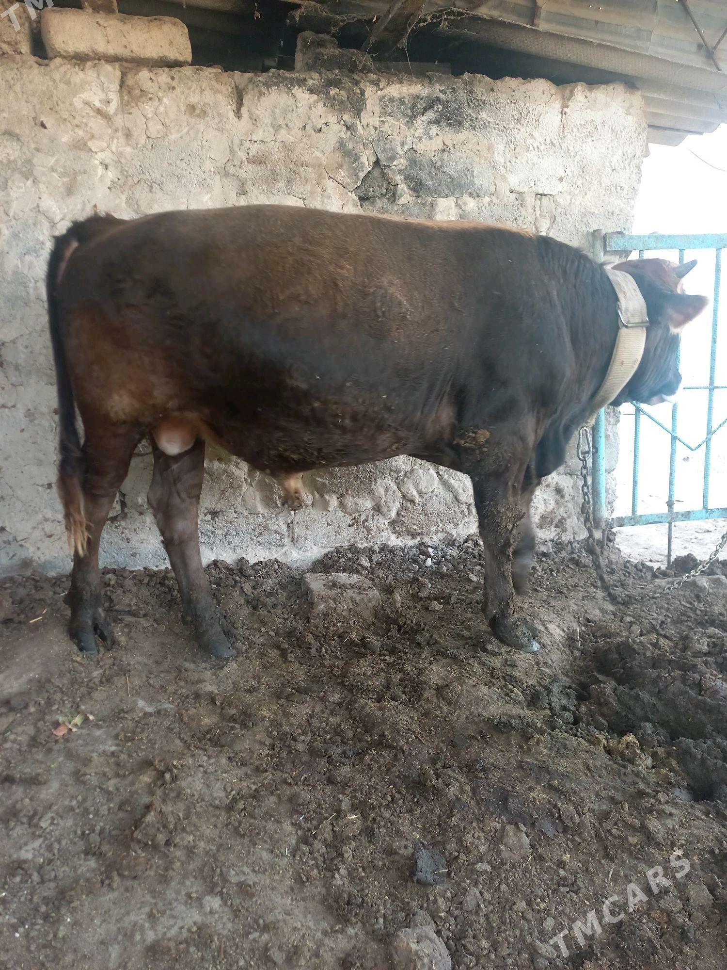 oküz - Bagyr - img 2