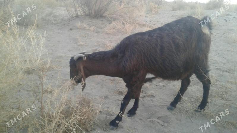 Пакистан метис гечи - Kerki - img 6