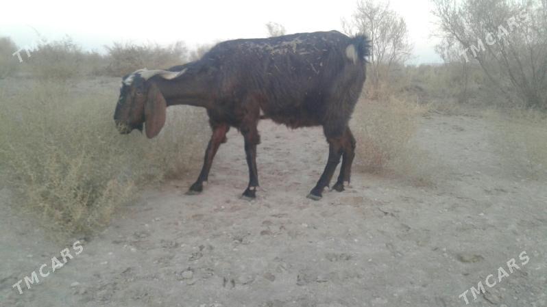 Пакистан метис гечи - Kerki - img 5