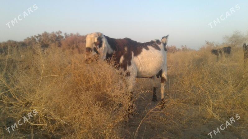 Пакистан метис гечи - Kerki - img 7