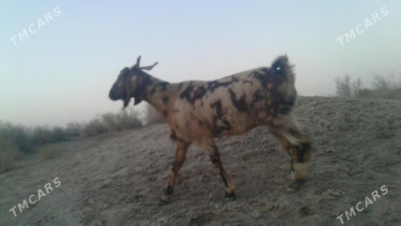 Пакистан метис гечи - Kerki - img 2