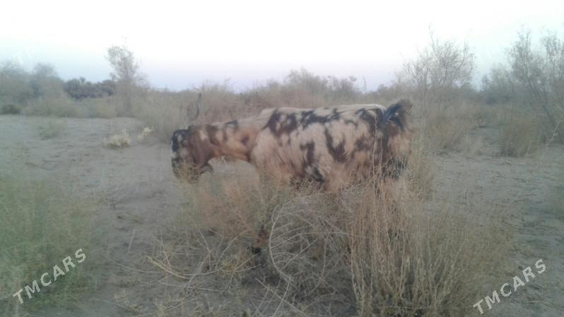 Пакистан метис гечи - Kerki - img 1