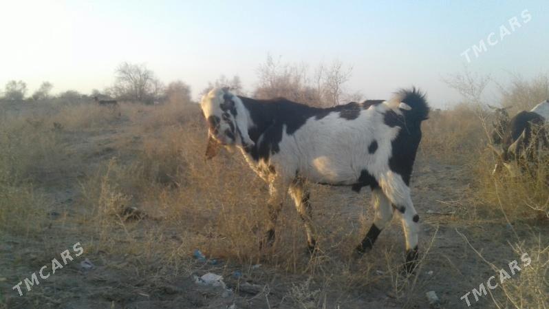 Пакистан метис гечи - Kerki - img 8