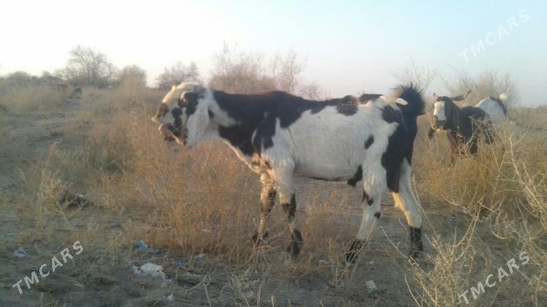 Пакистан метис гечи - Kerki - img 9