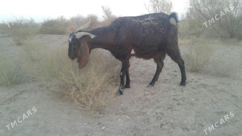 Пакистан метис гечи - Kerki - img 3