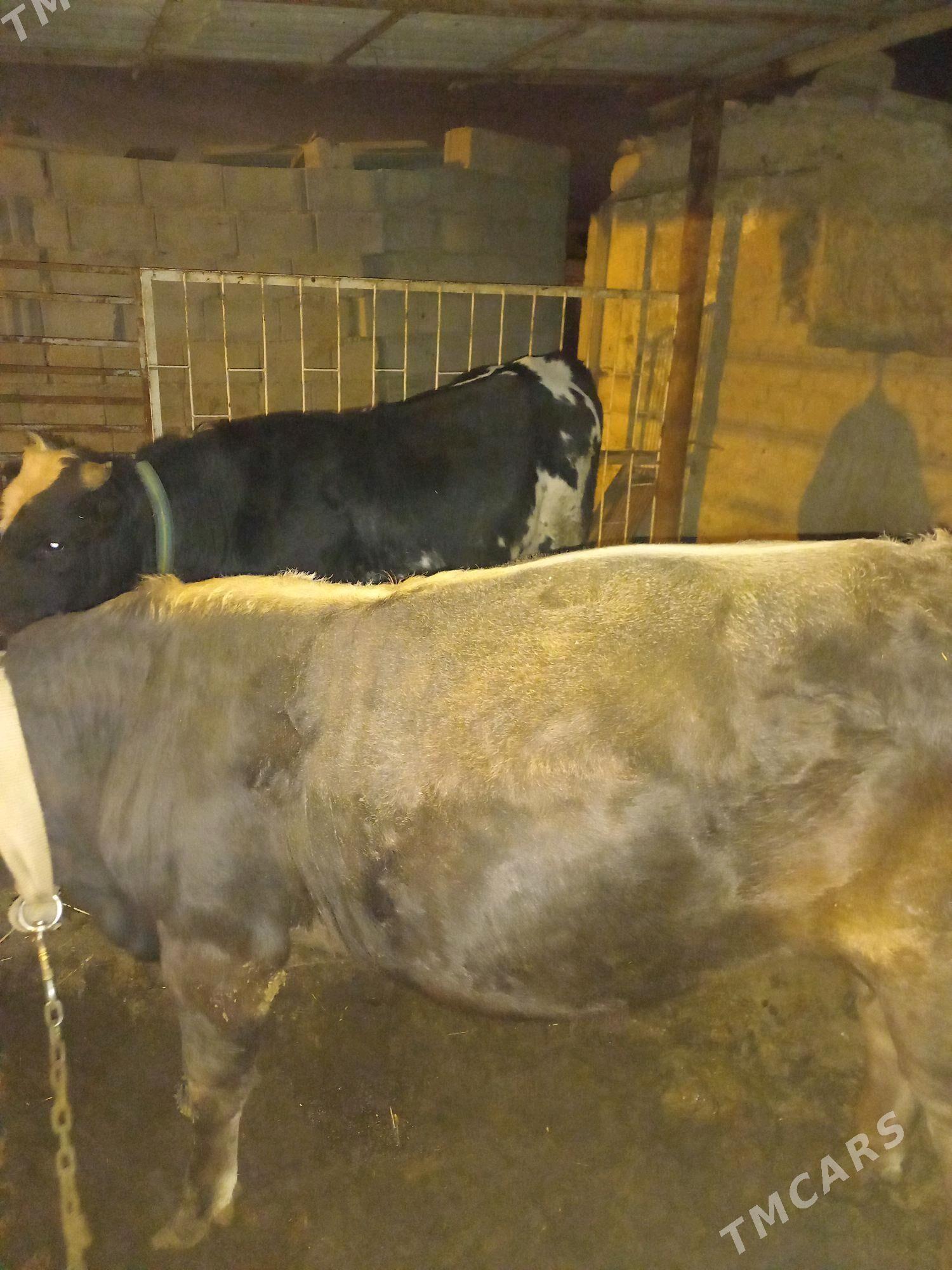 oküz - Bagyr - img 3