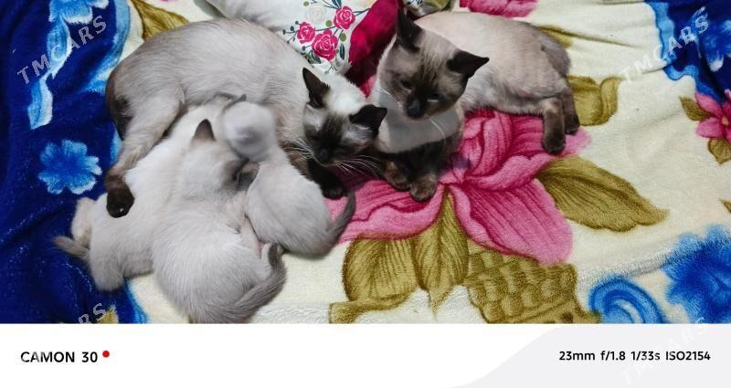 siyamskiy kotik - Türkmenbaşy - img 2