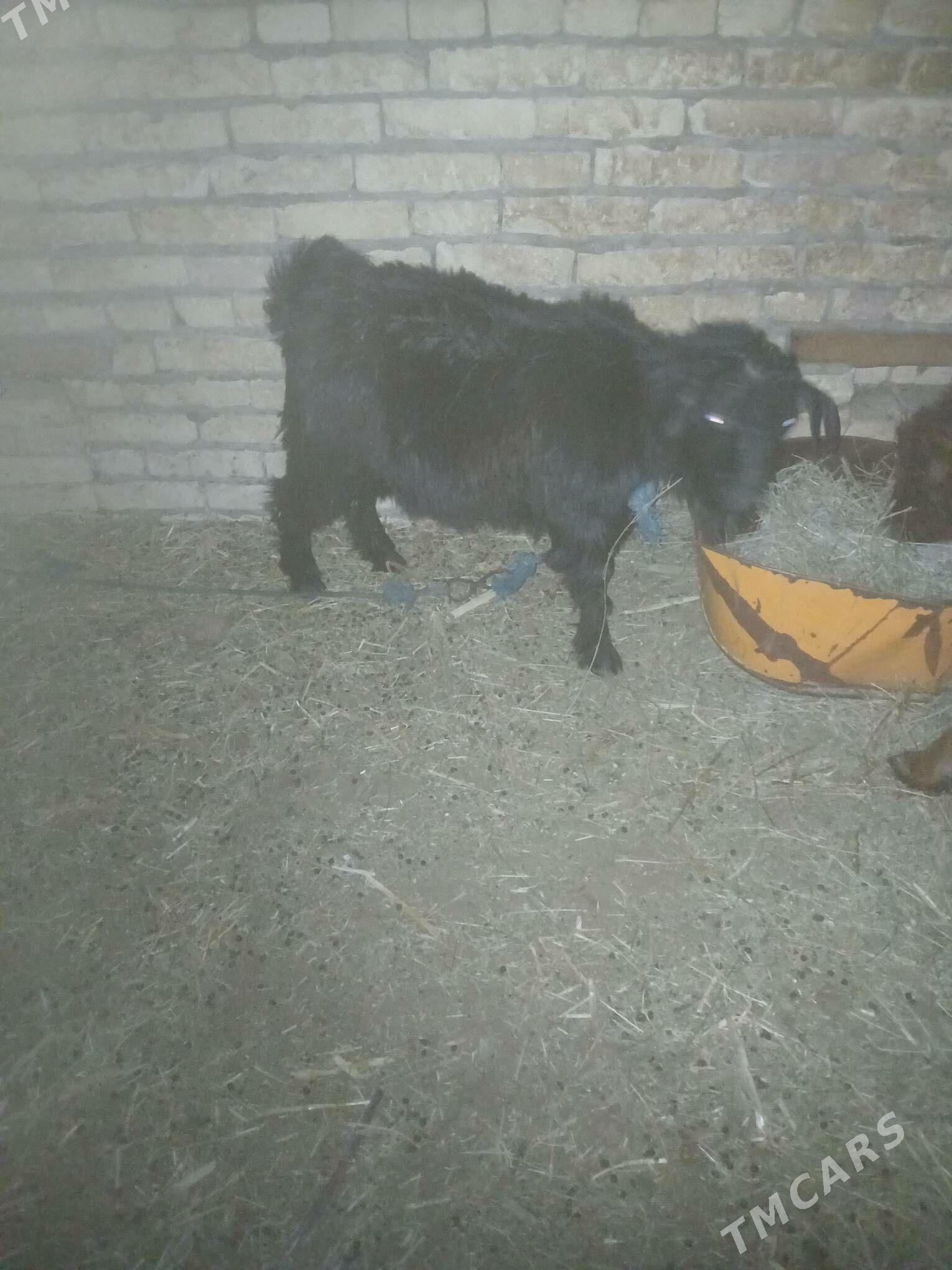 teke - Dänew - img 2