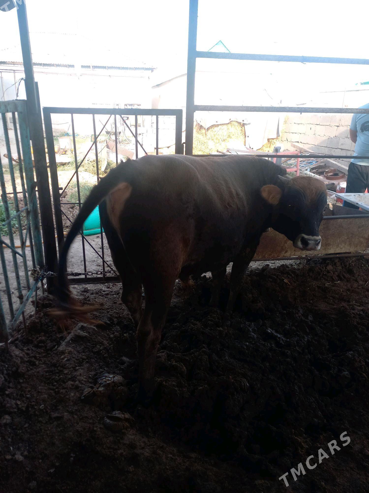 oküz - Bagyr - img 4