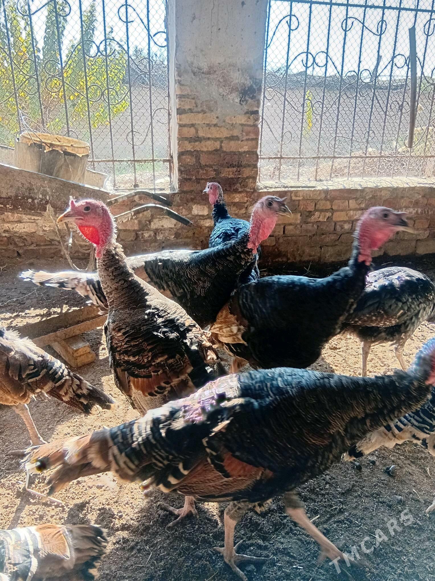 индюк - Türkmenabat - img 2