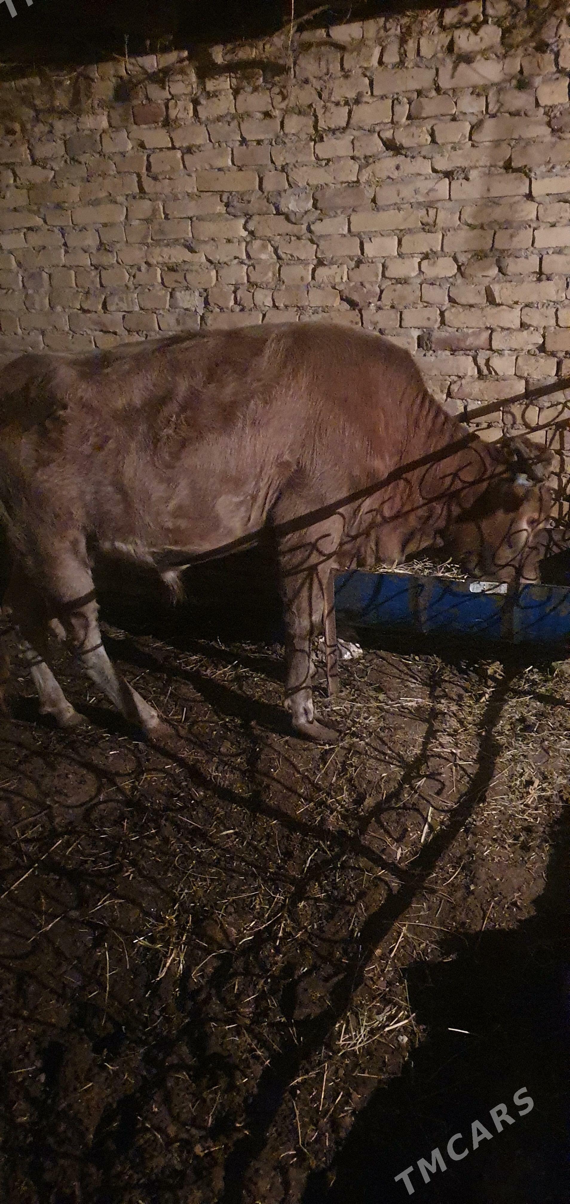 okiz - Чарджоу - img 1