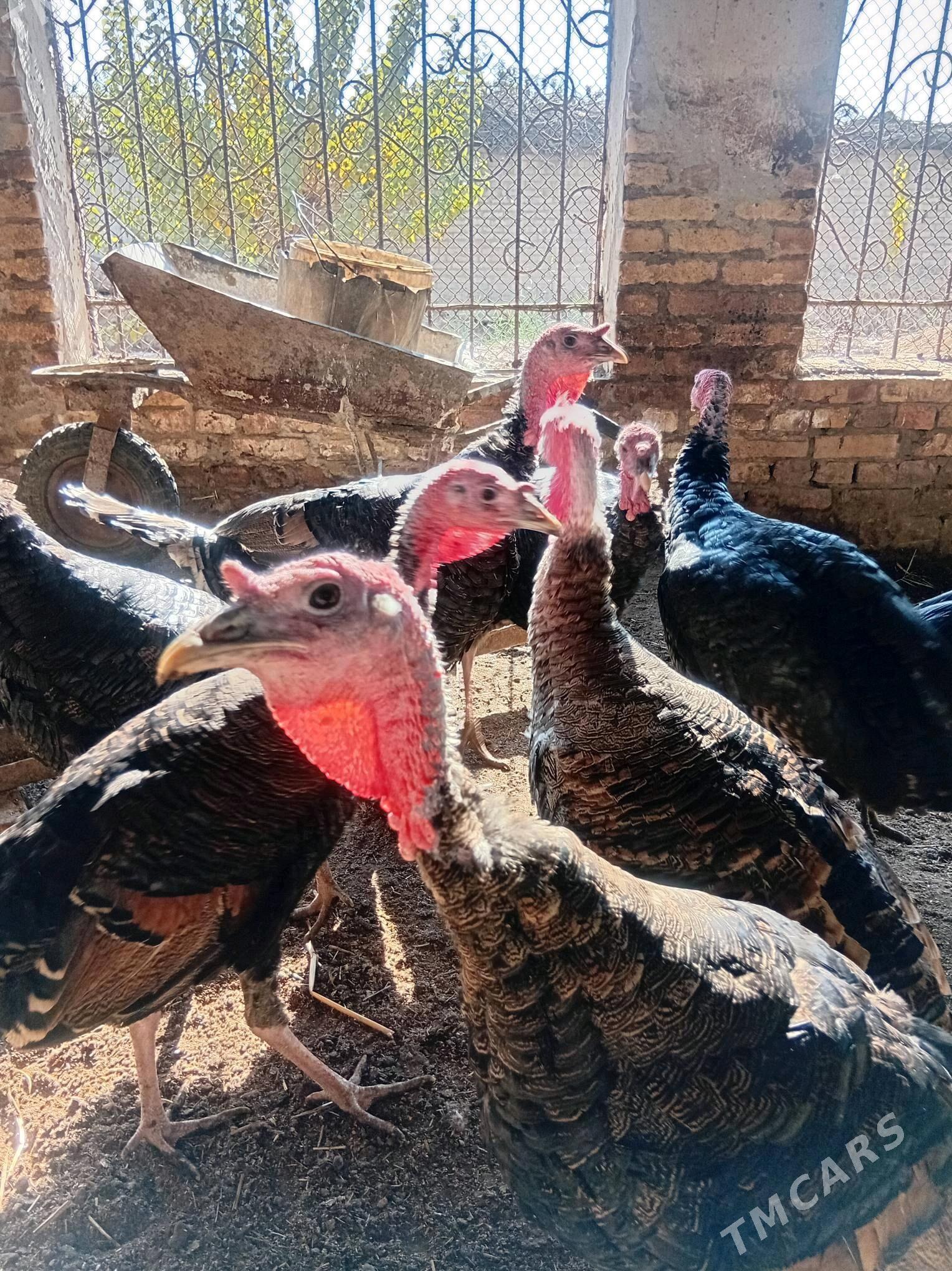 индюк - Türkmenabat - img 3