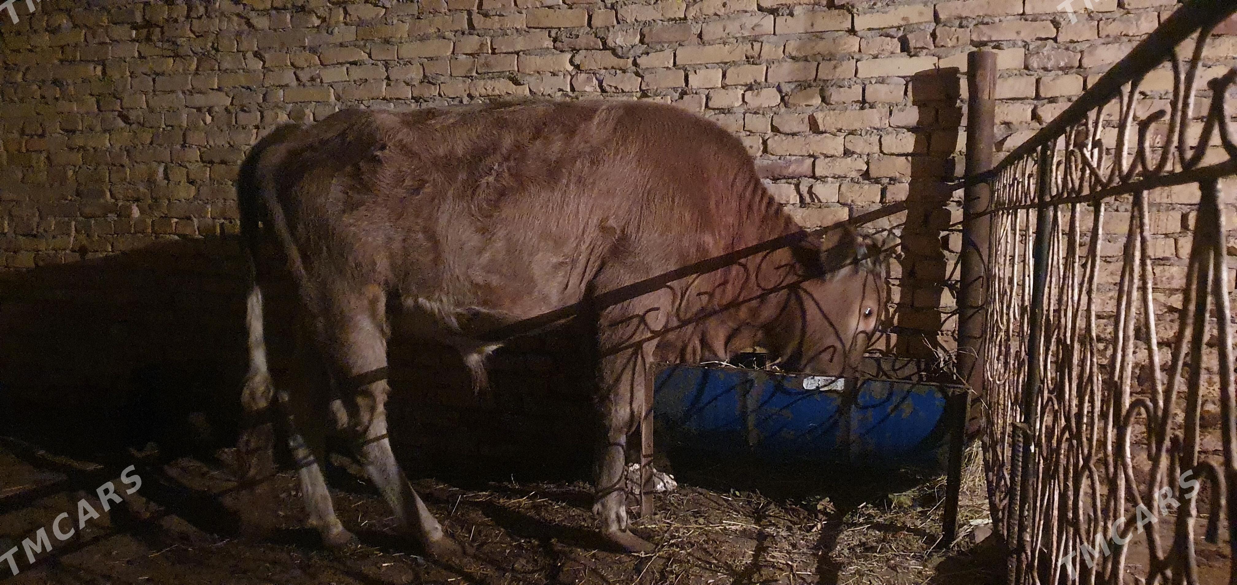 okiz - Чарджоу - img 2