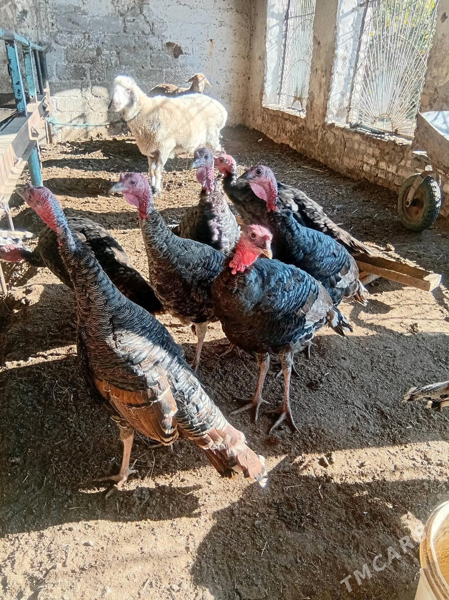 индюк - Türkmenabat - img 1