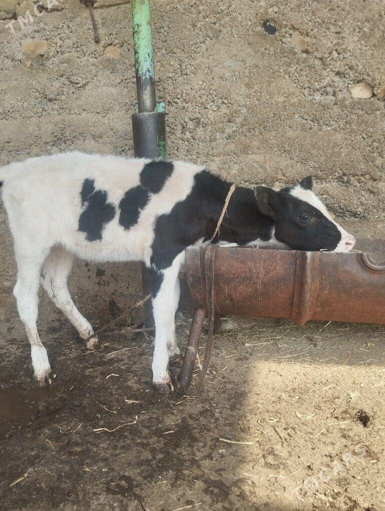 galesdeyin tuwe - Гарадамак Шор - img 1